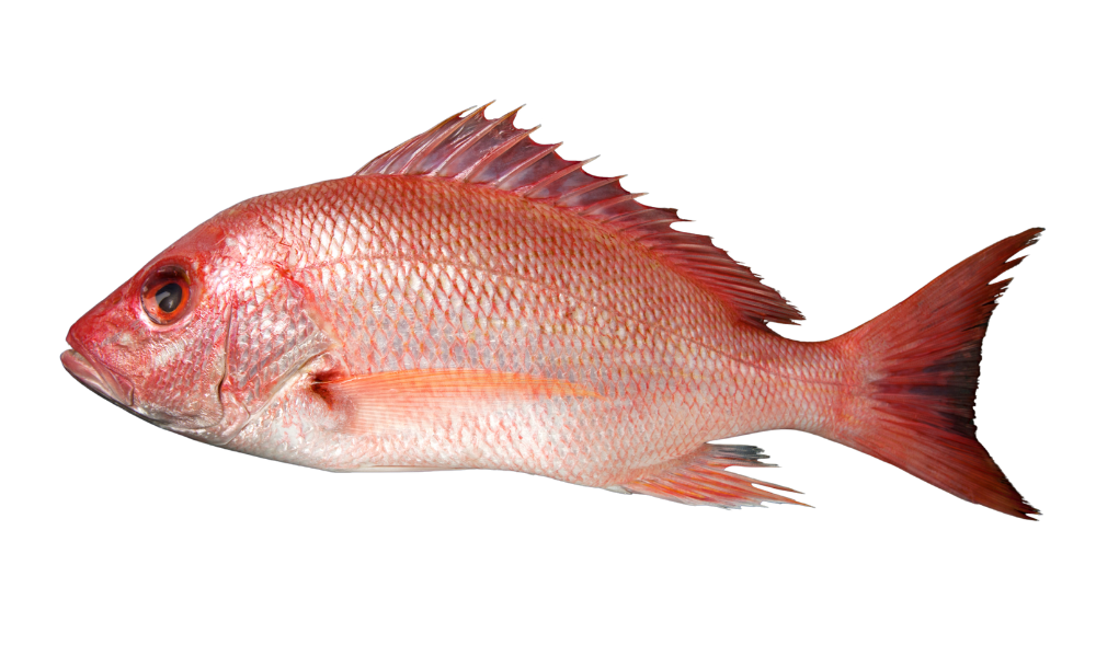 snapper fish