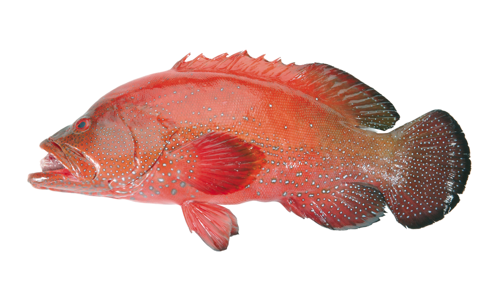 snapper fish