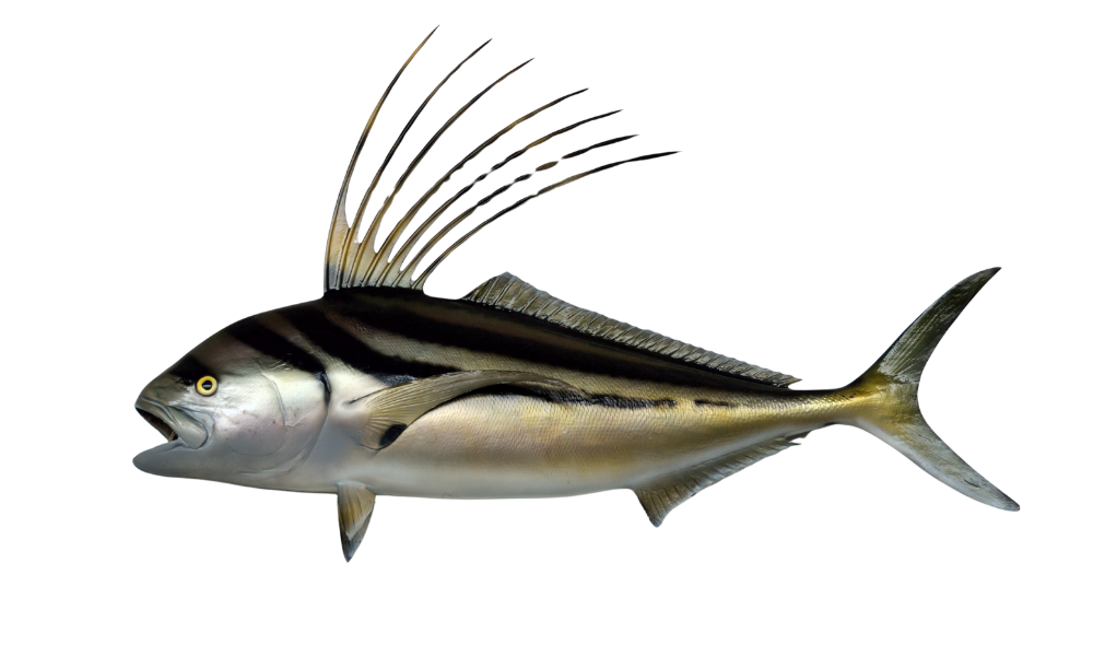 roosterfish