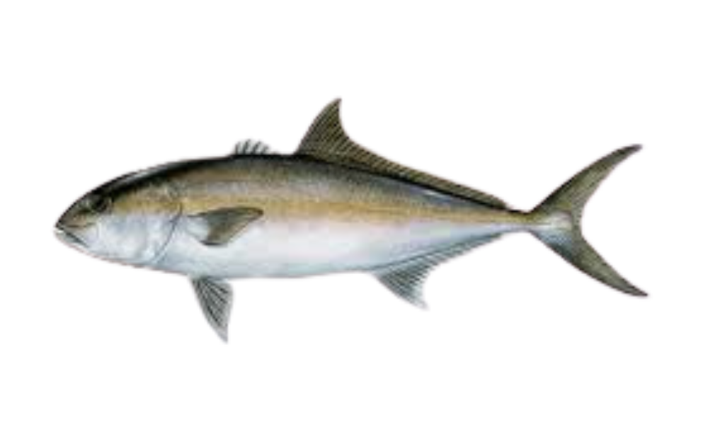 amberjack